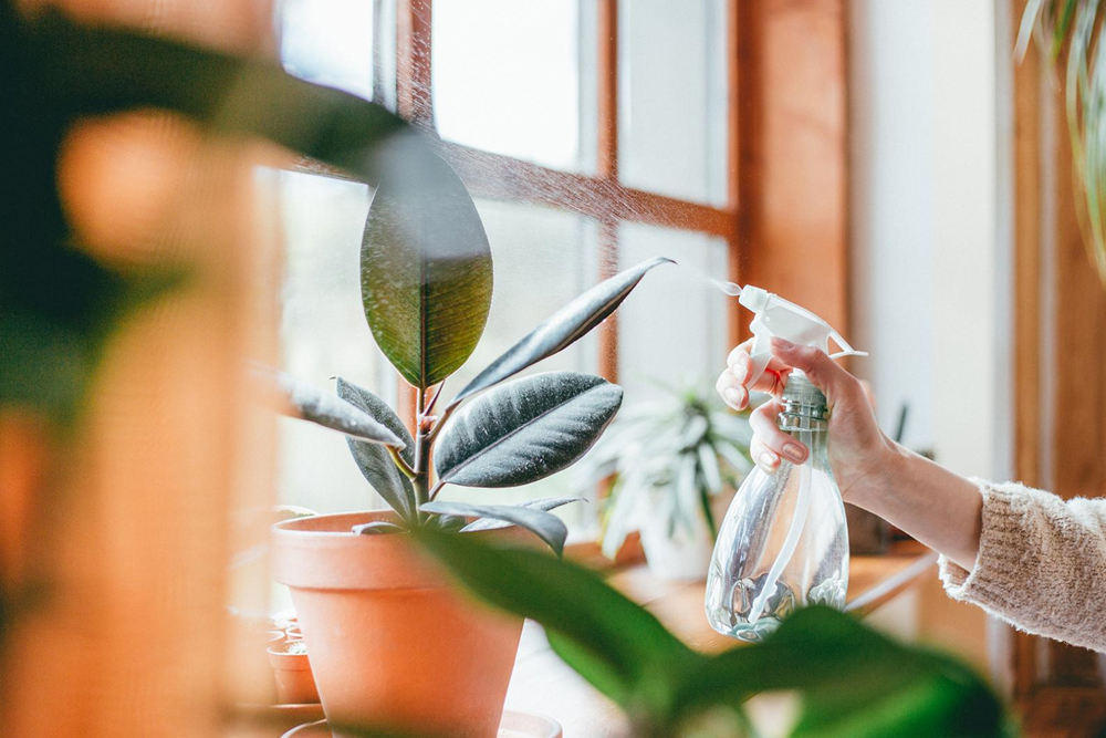 Let the Spring in image 2