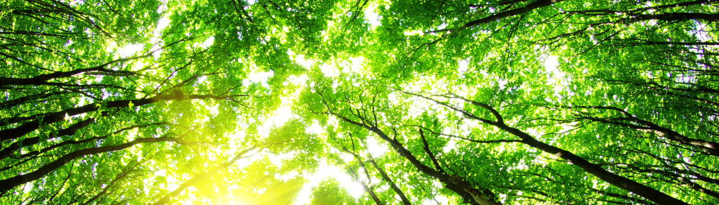 Francis Of Malvern Are Green